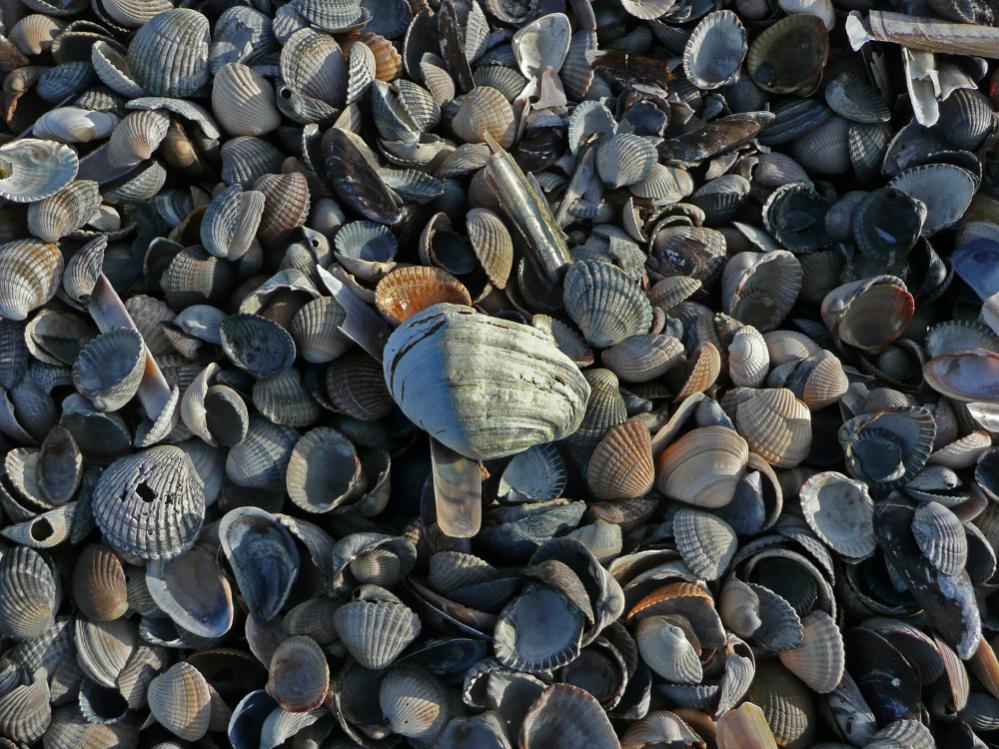Muscheln auf Norderney