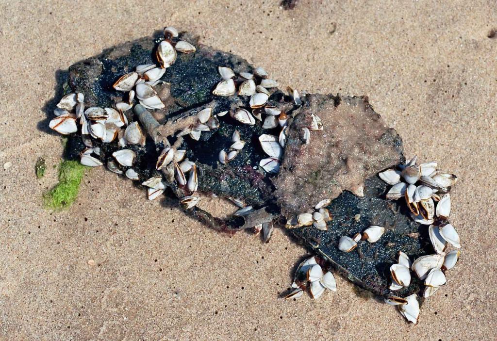 Muschelsandale