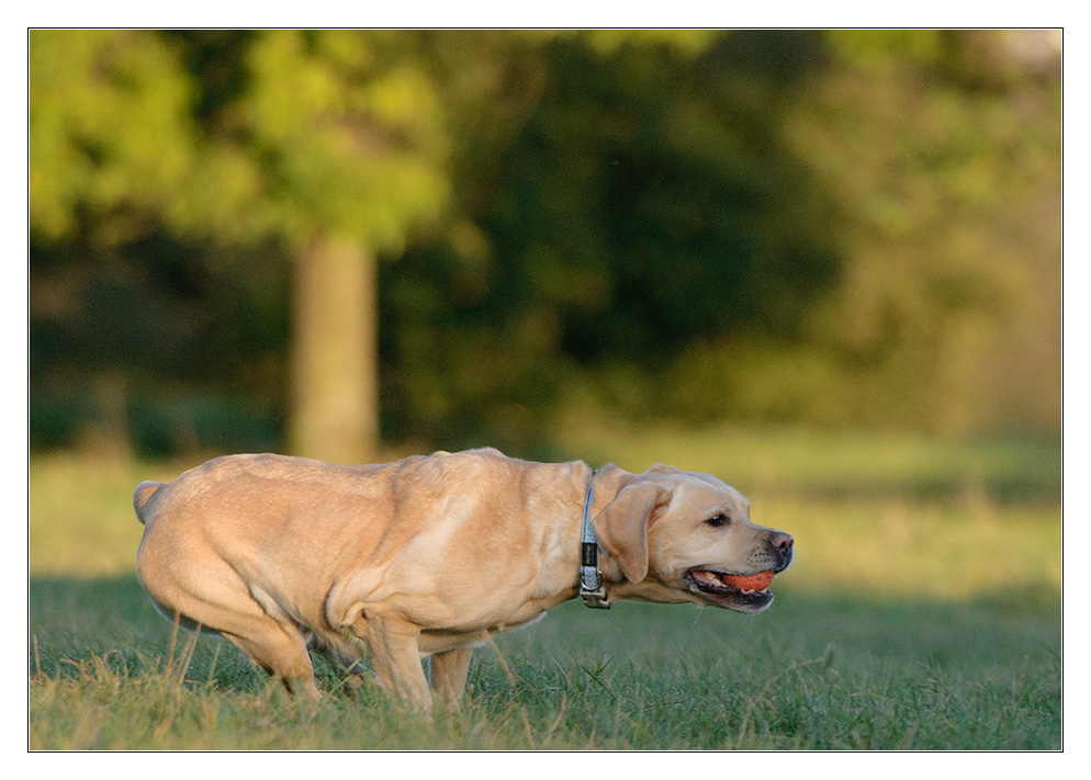 Muskelhund