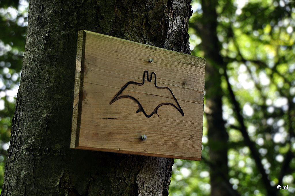 myotis myotis