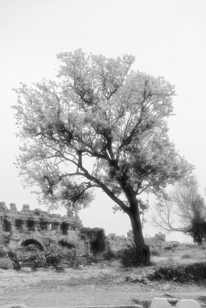 Mystic Tree