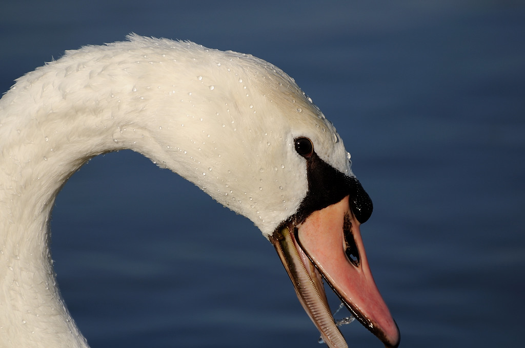Näher.

Nikon 70-300 Kit Objektiv