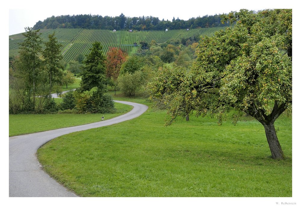 N11