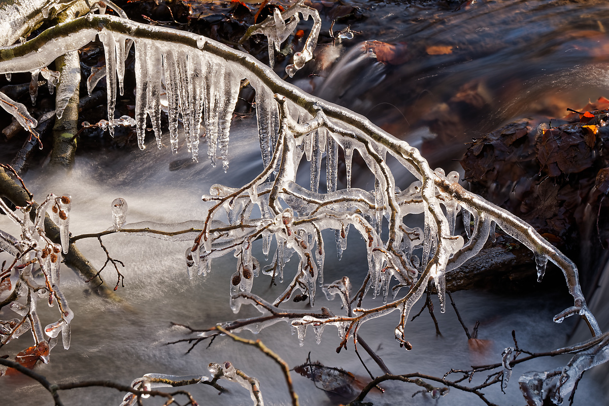 N1188813nikon-1.jpg