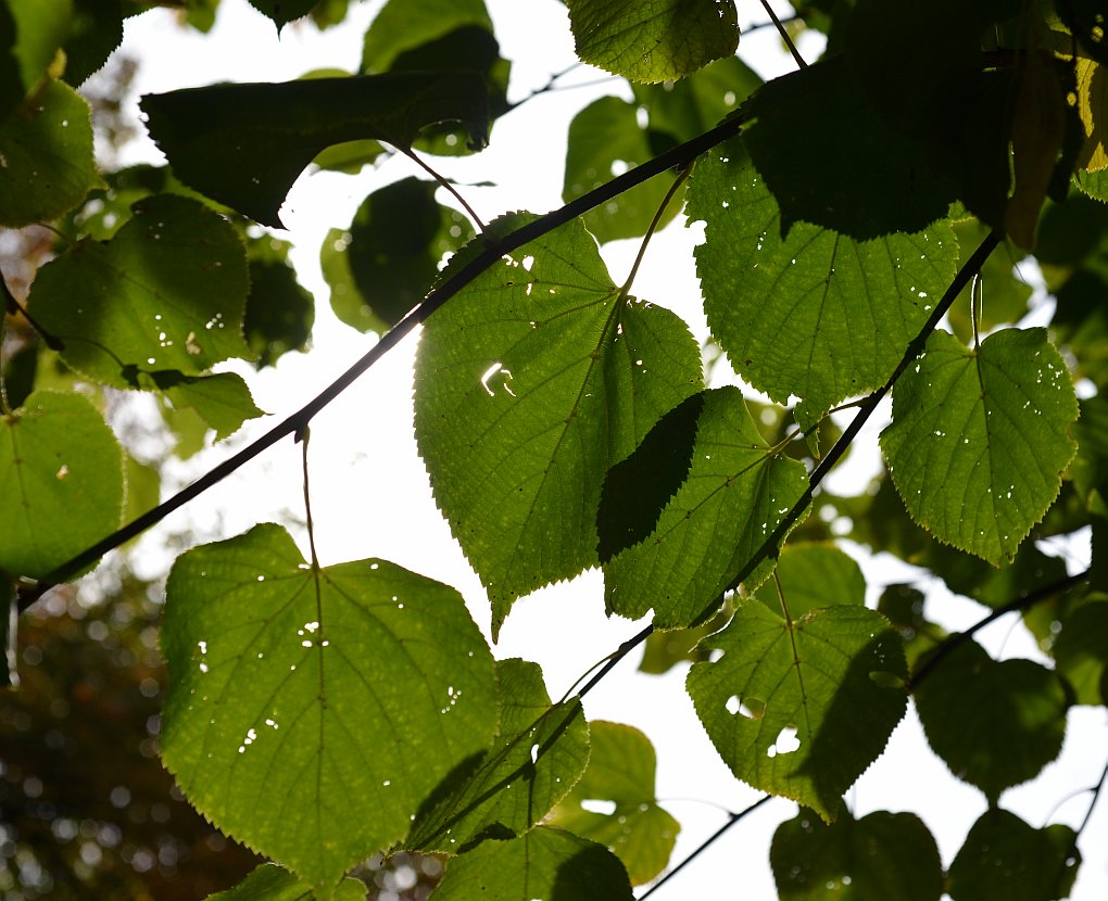 n13