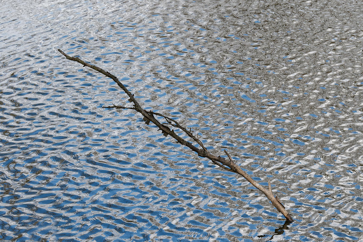 N2271246nikon.jpg