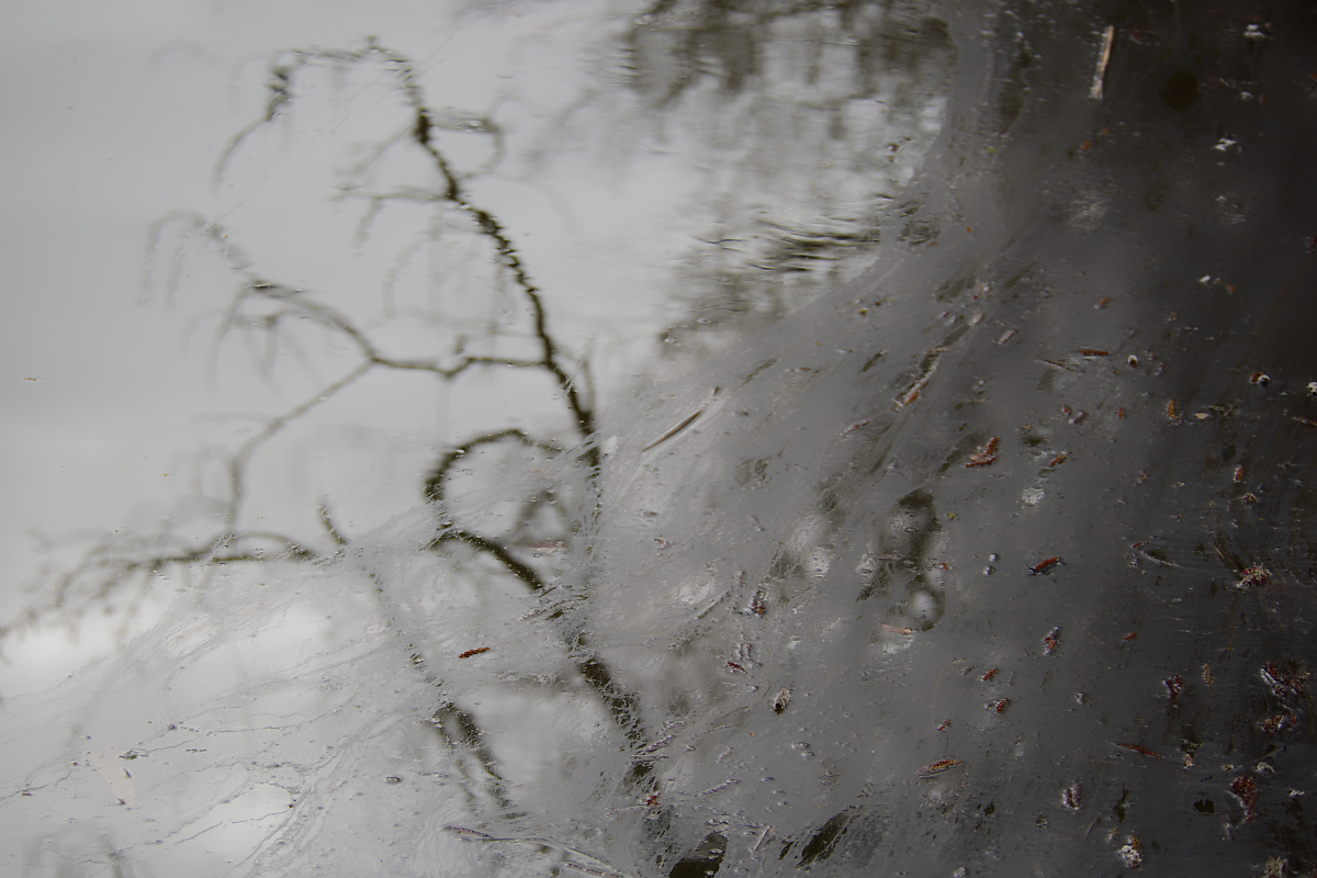 N2296355nikon.jpg