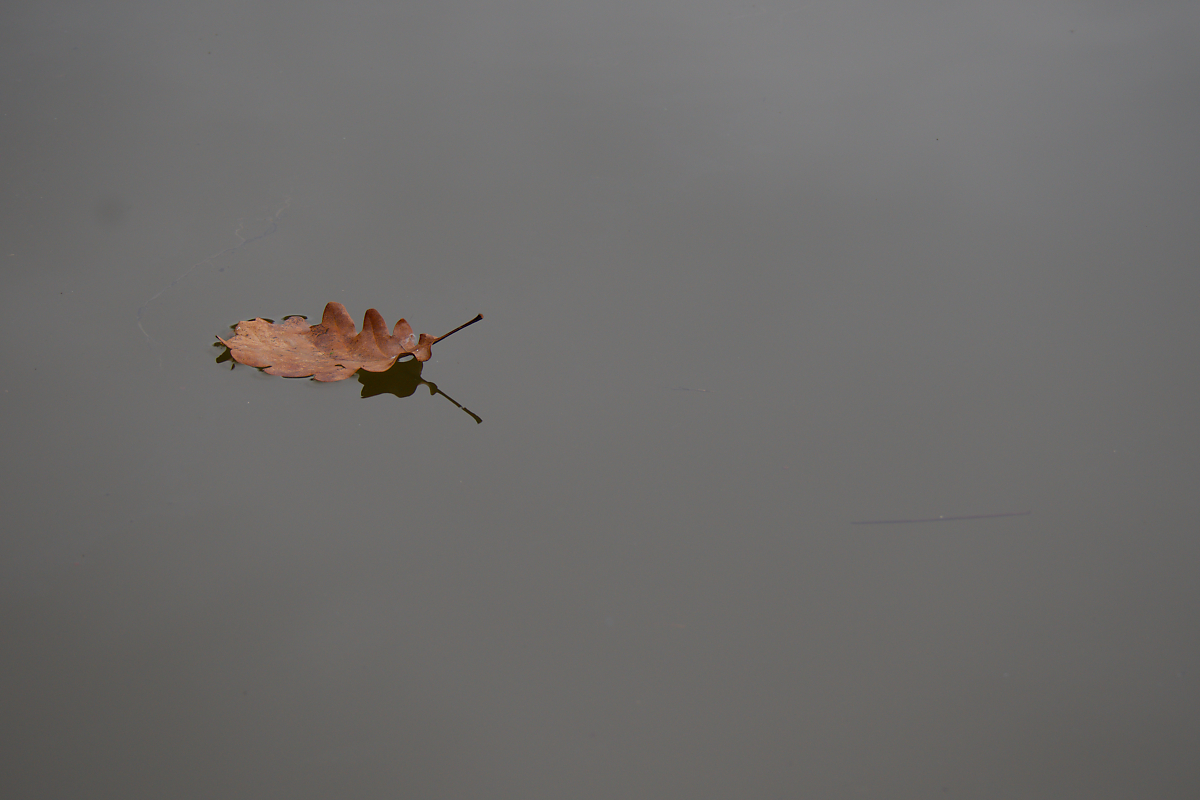 N2296356nikon.jpg