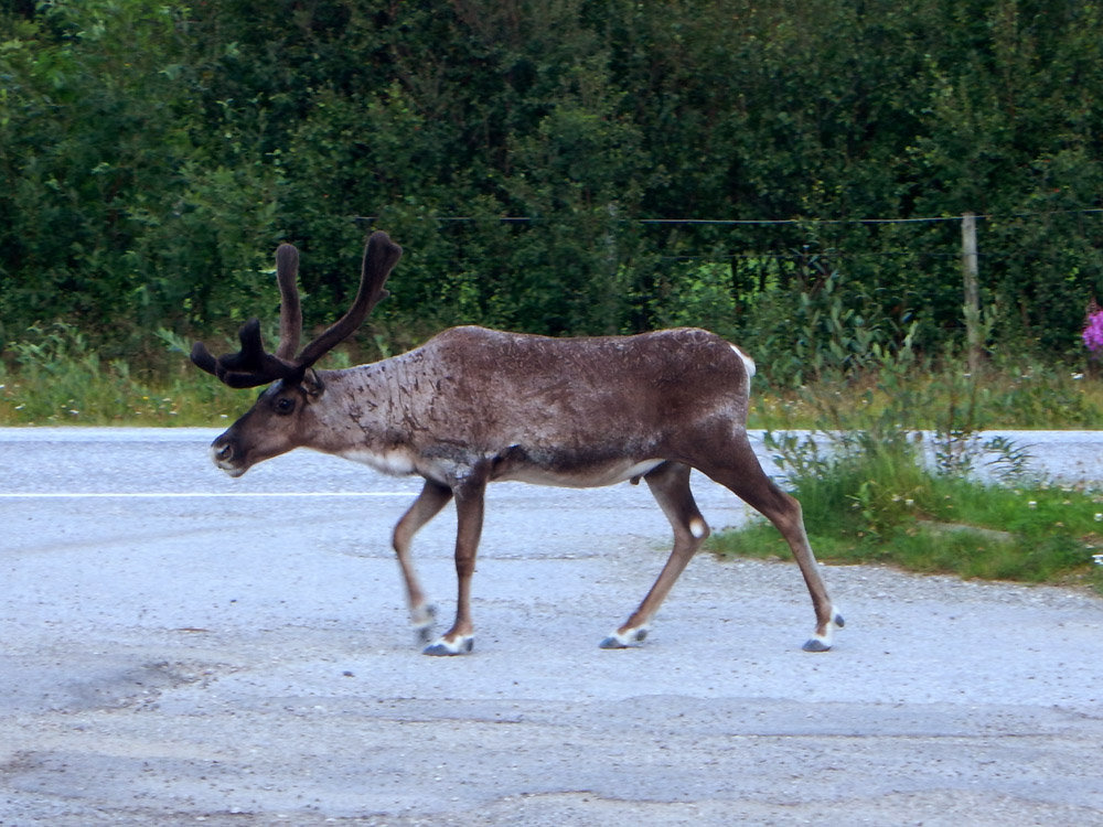 N22k