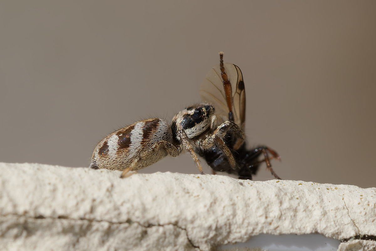 N4078444nikon.jpg