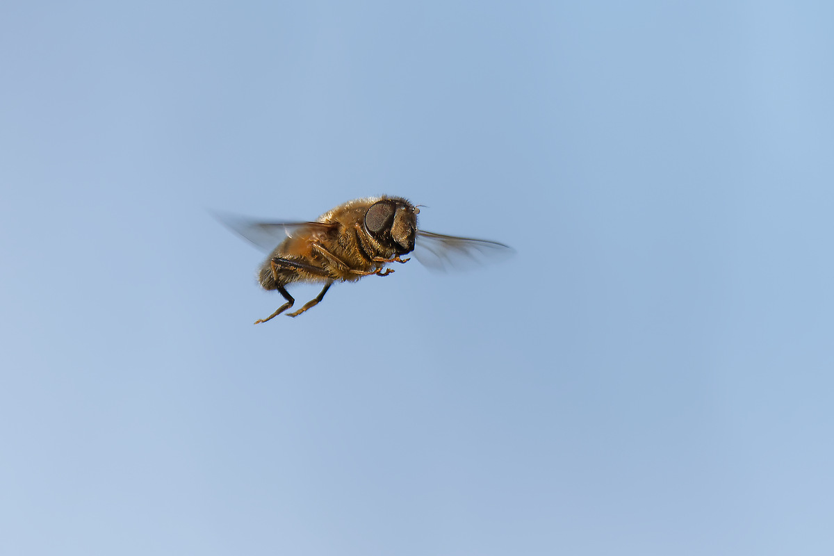 N4143492nikon.jpg