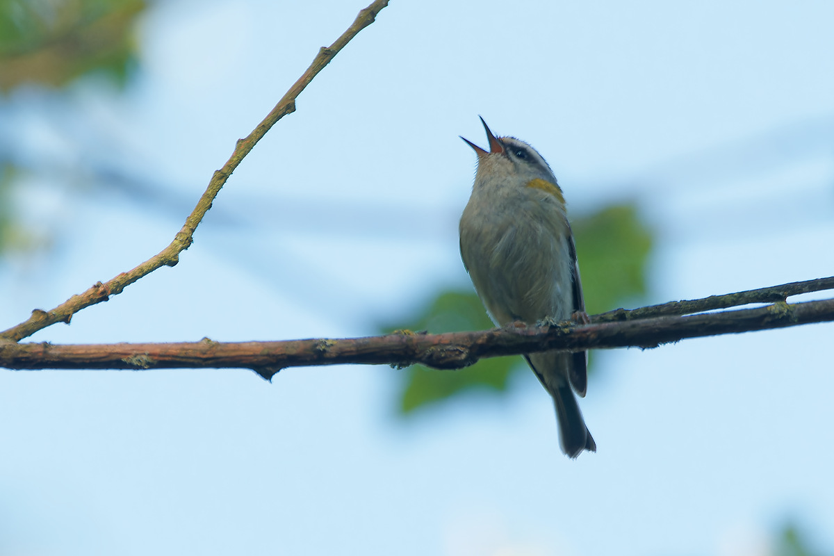N5015525nikon.jpg