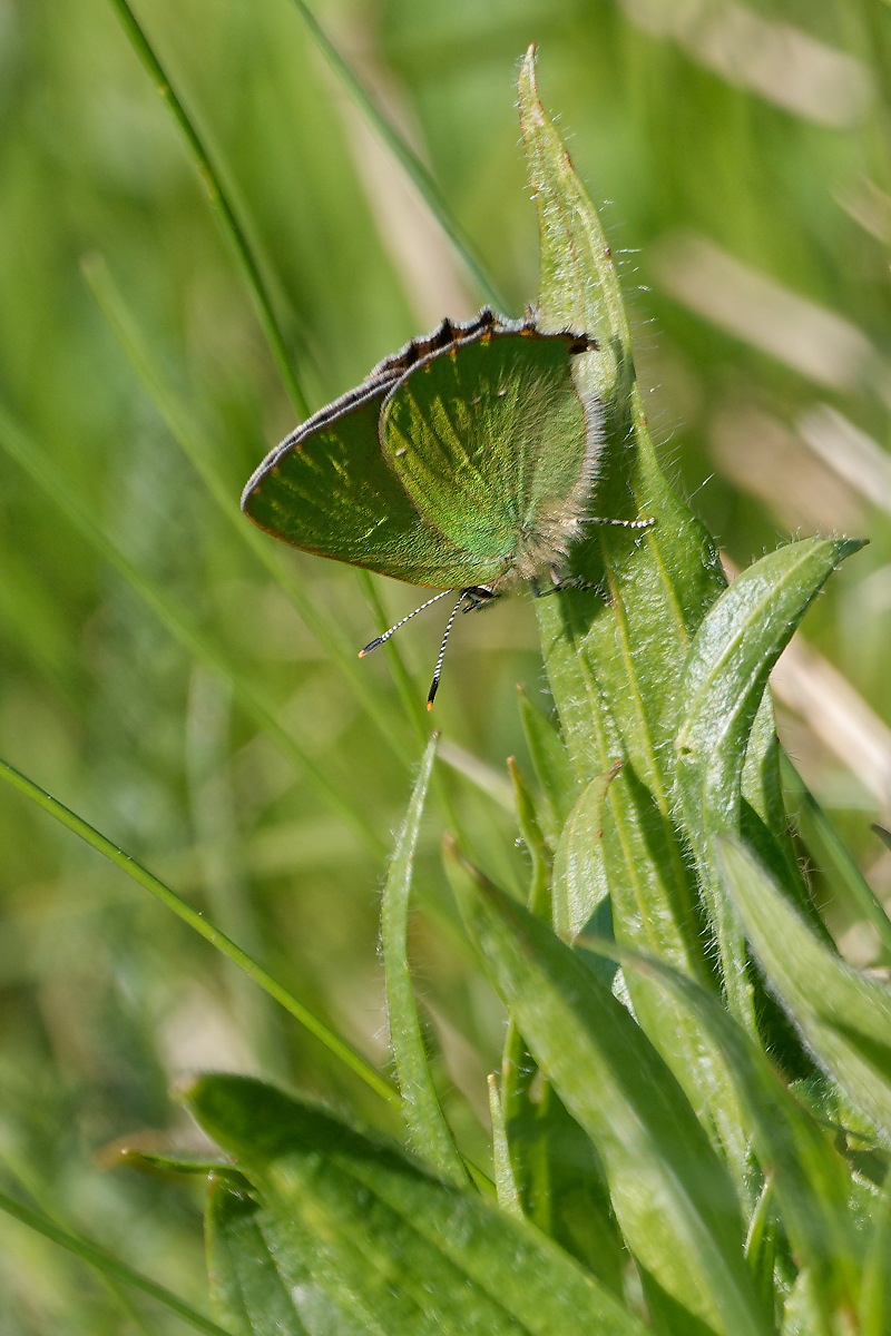 N5015613nikon.jpg