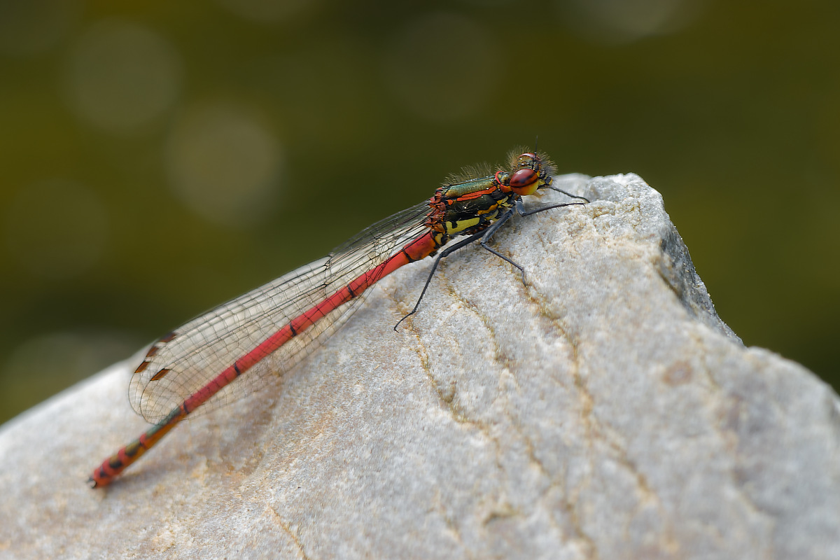 N5029354nikon.jpg