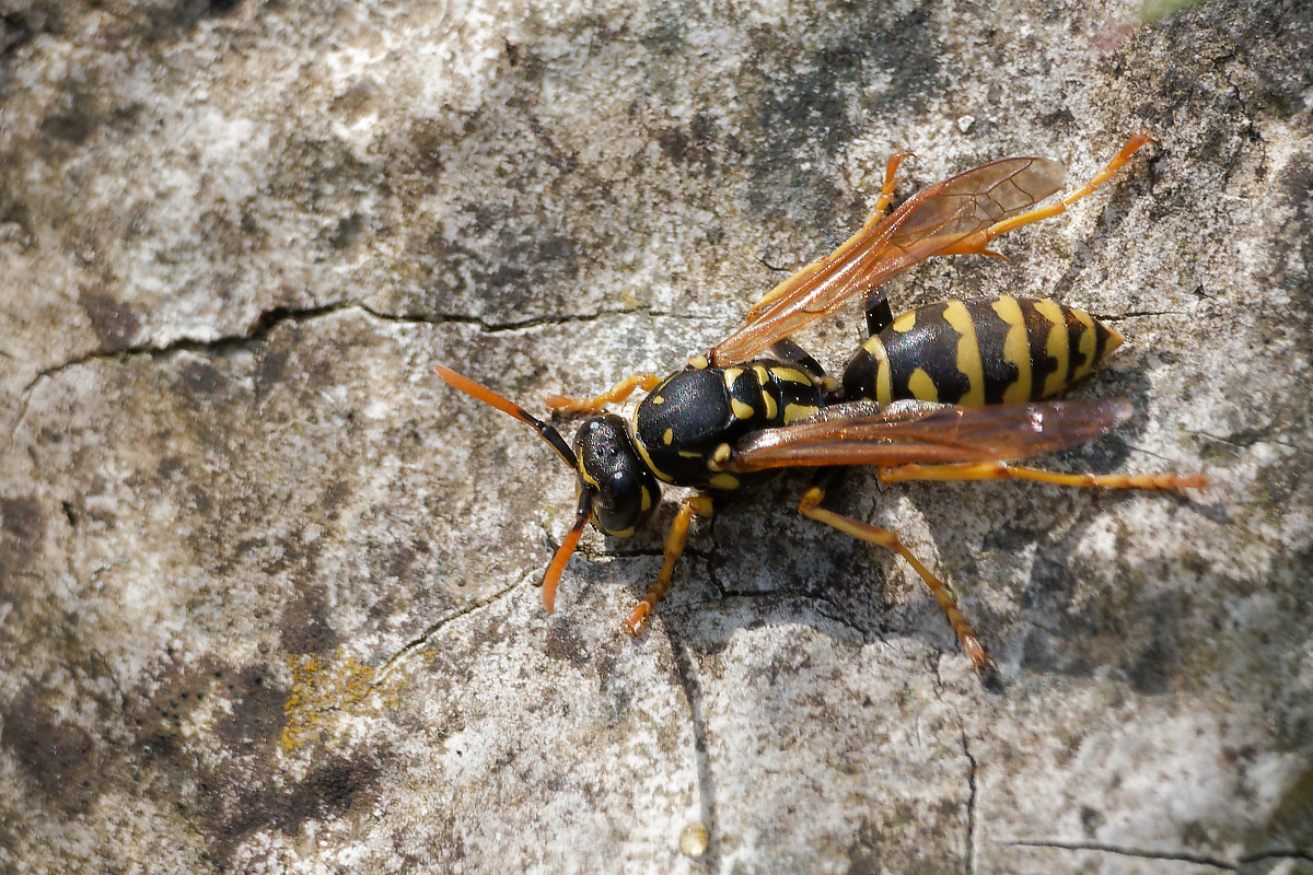 N5099910nikon.jpg