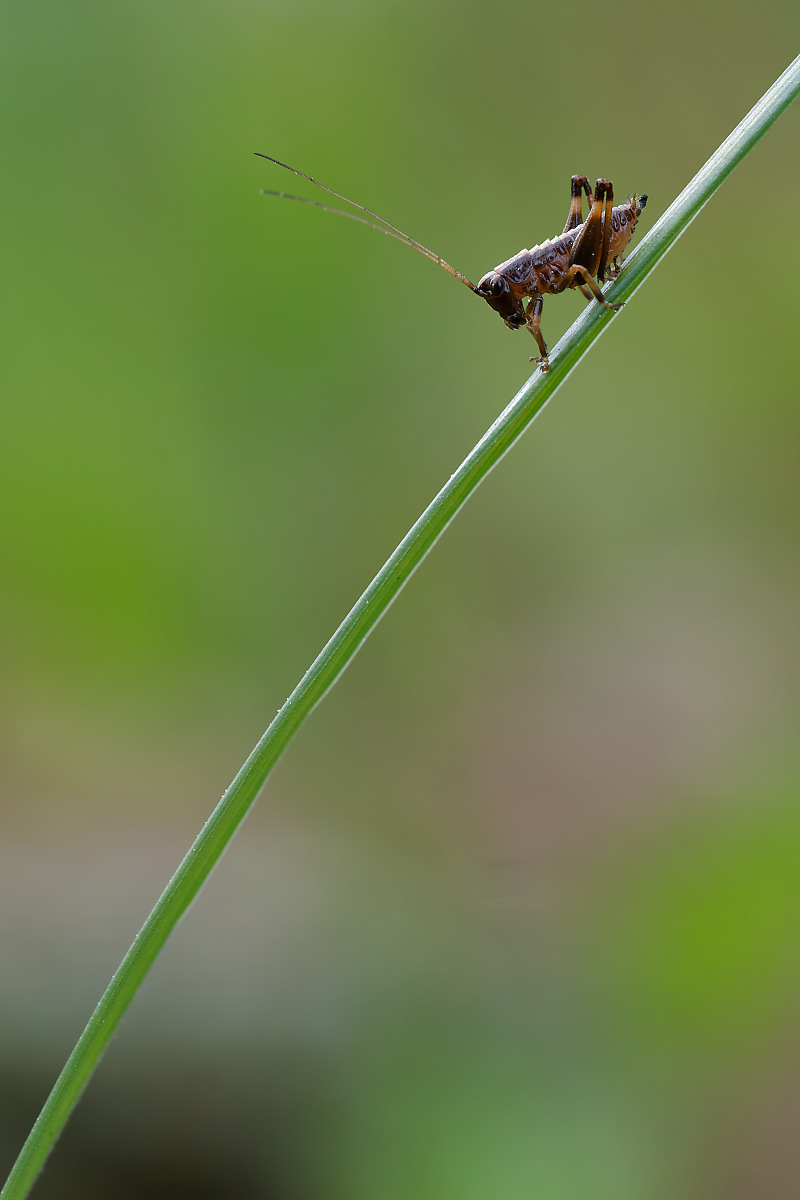 N5110577nikon.jpg