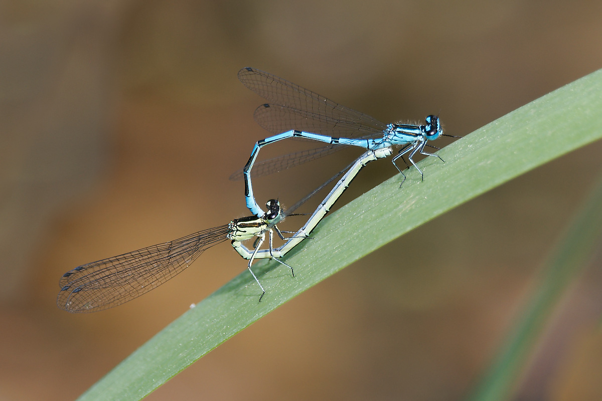 N5130741nikon.jpg