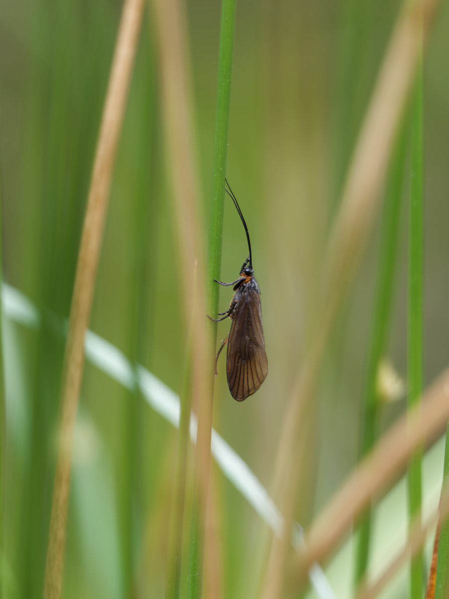 N5130763nikon.jpg