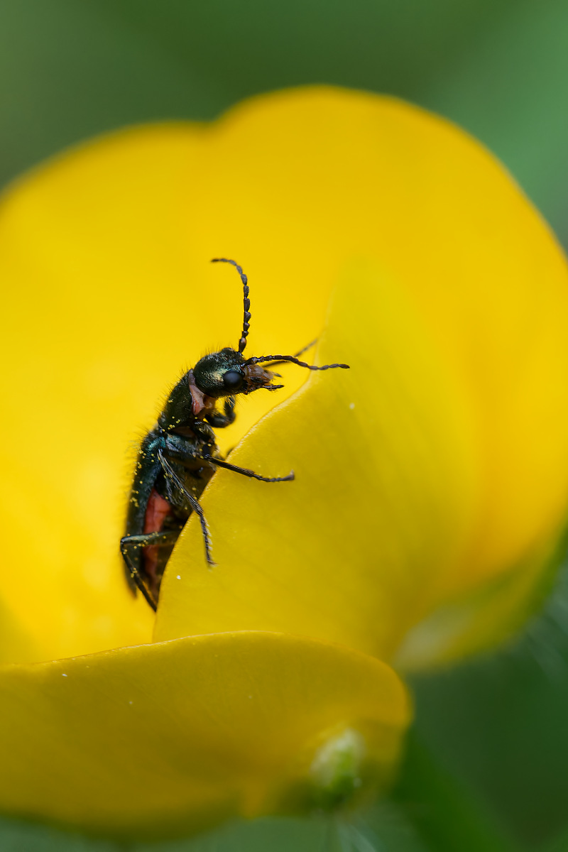 N5130768nikon.jpg