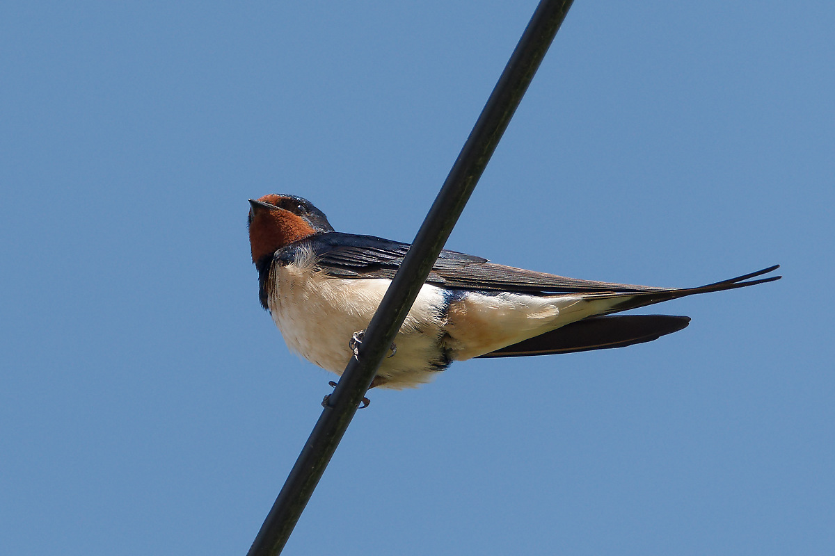 N5157368nikon.jpg