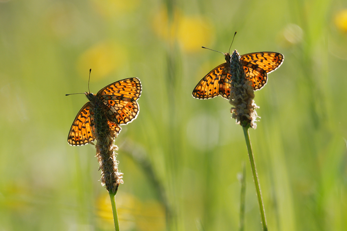 N5167519nikon-1.jpg
