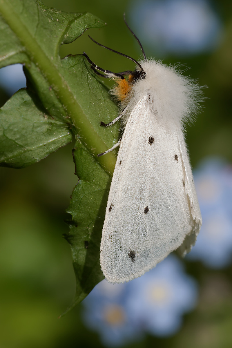 N5191014nikon.jpg
