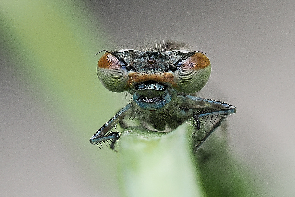 N5251360nikon.jpg