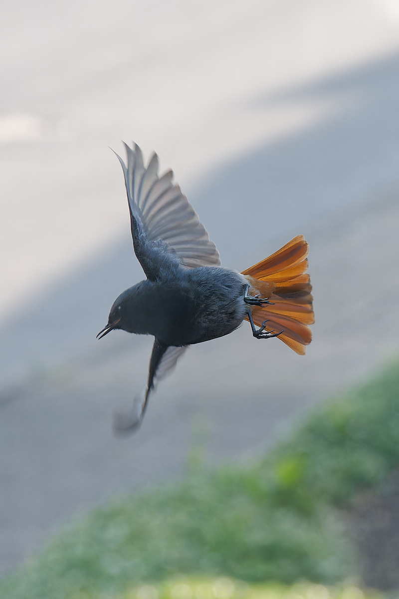 N5268640nikon-1.jpg