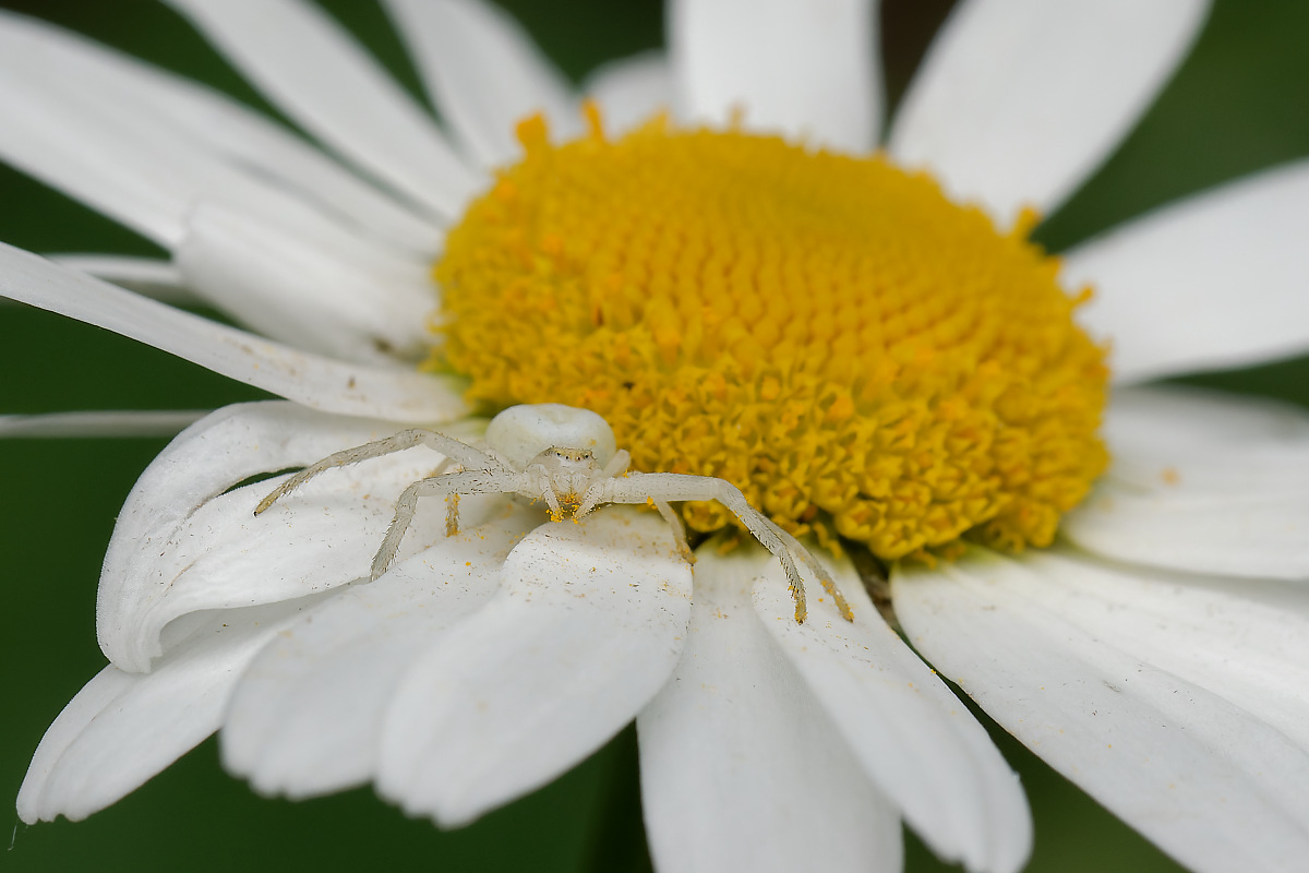 N5299238nikon.jpg