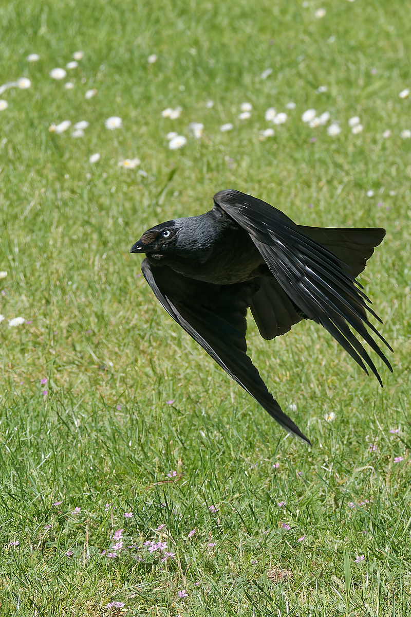 N6051889nikon.jpg