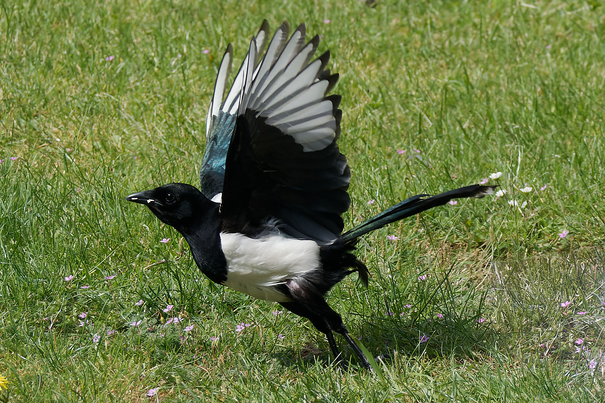 N6061969nikon.jpg