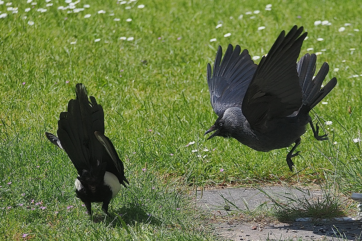 n6062040_hf.jpg