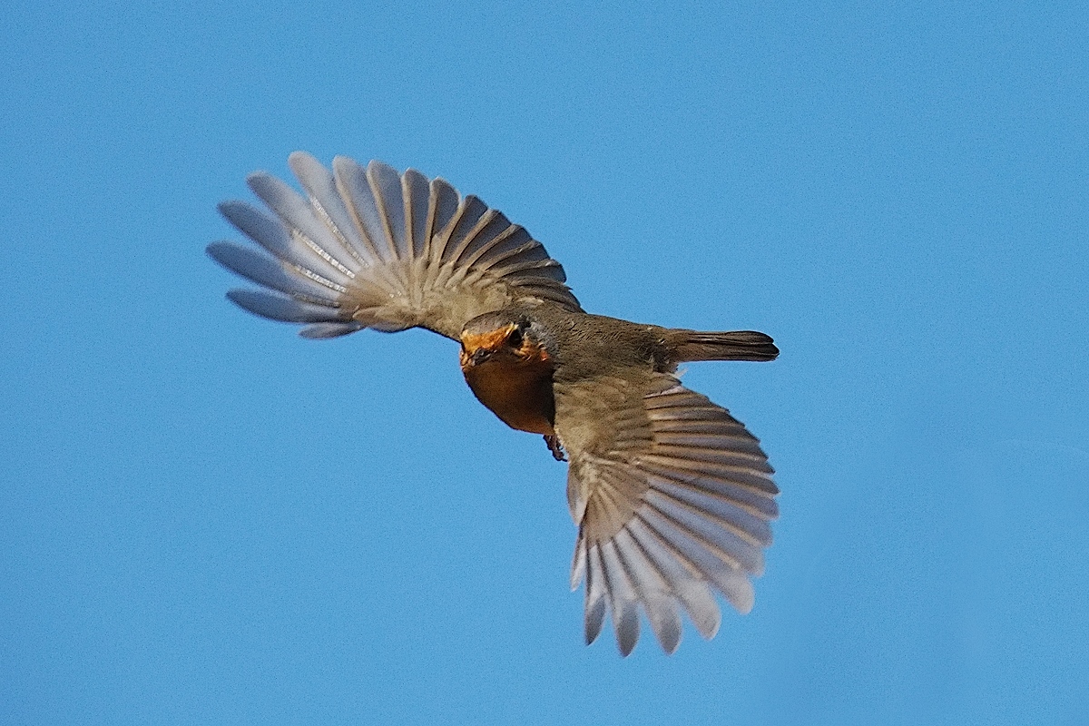 N6092324_hf.jpg