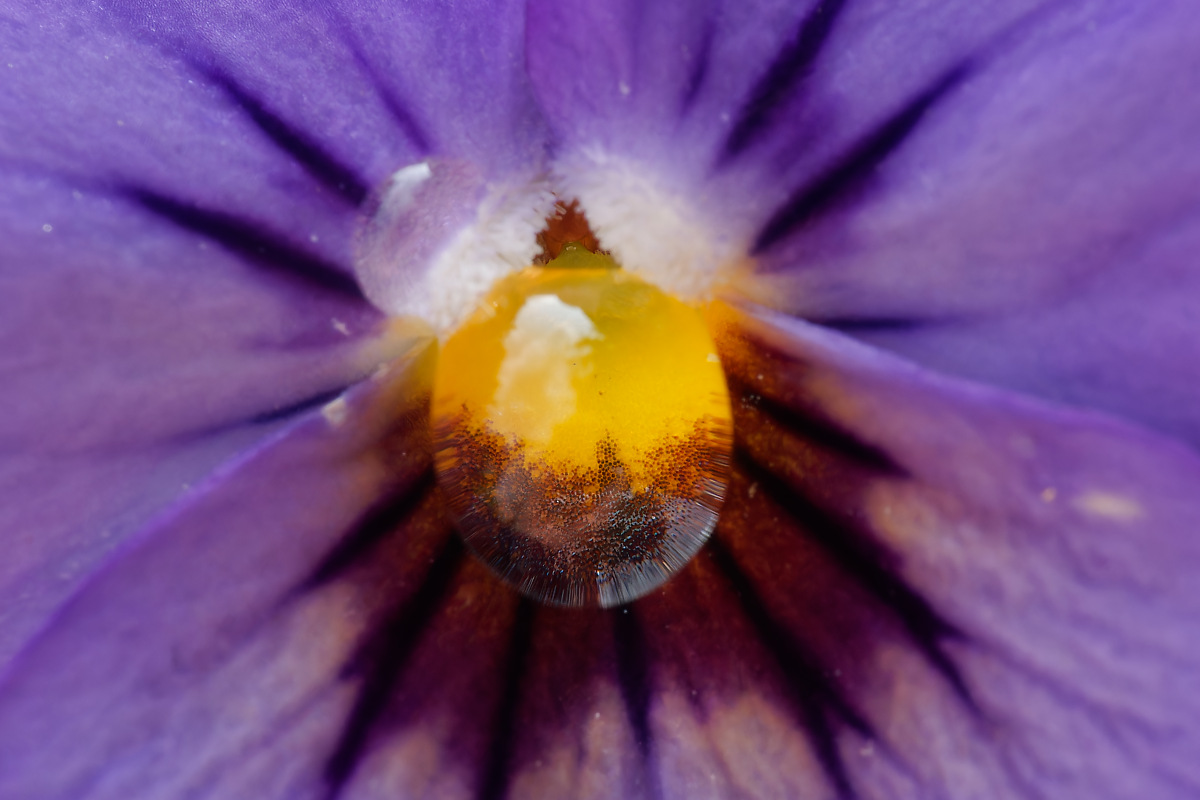 N6099825nikon.jpg