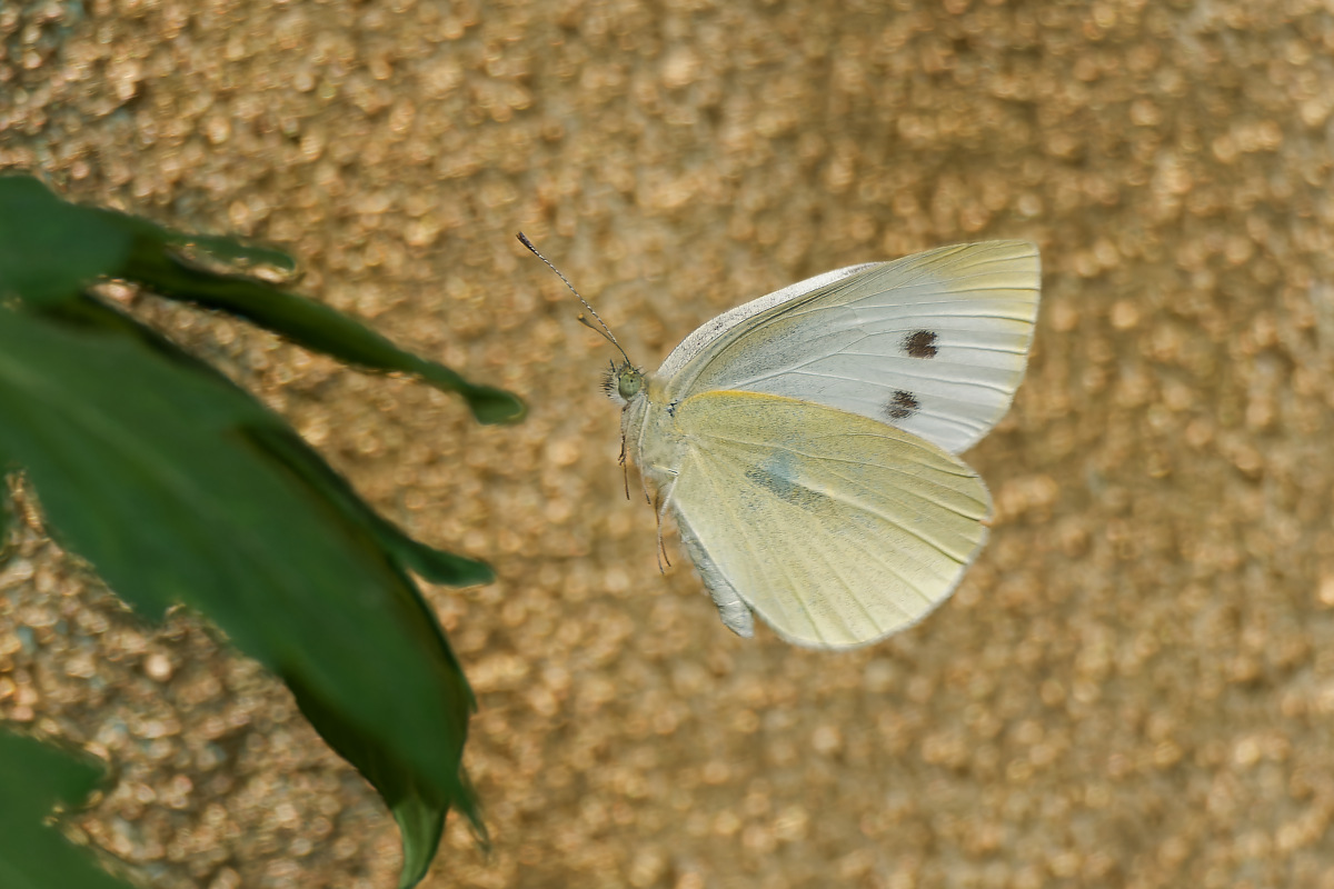 N6160755nikon.jpg
