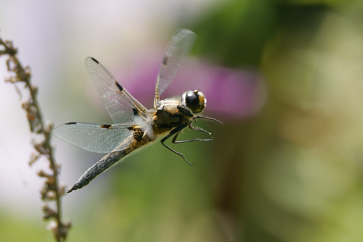 N6273354nikon.jpg