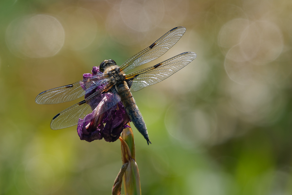 N6273364nikon.jpg