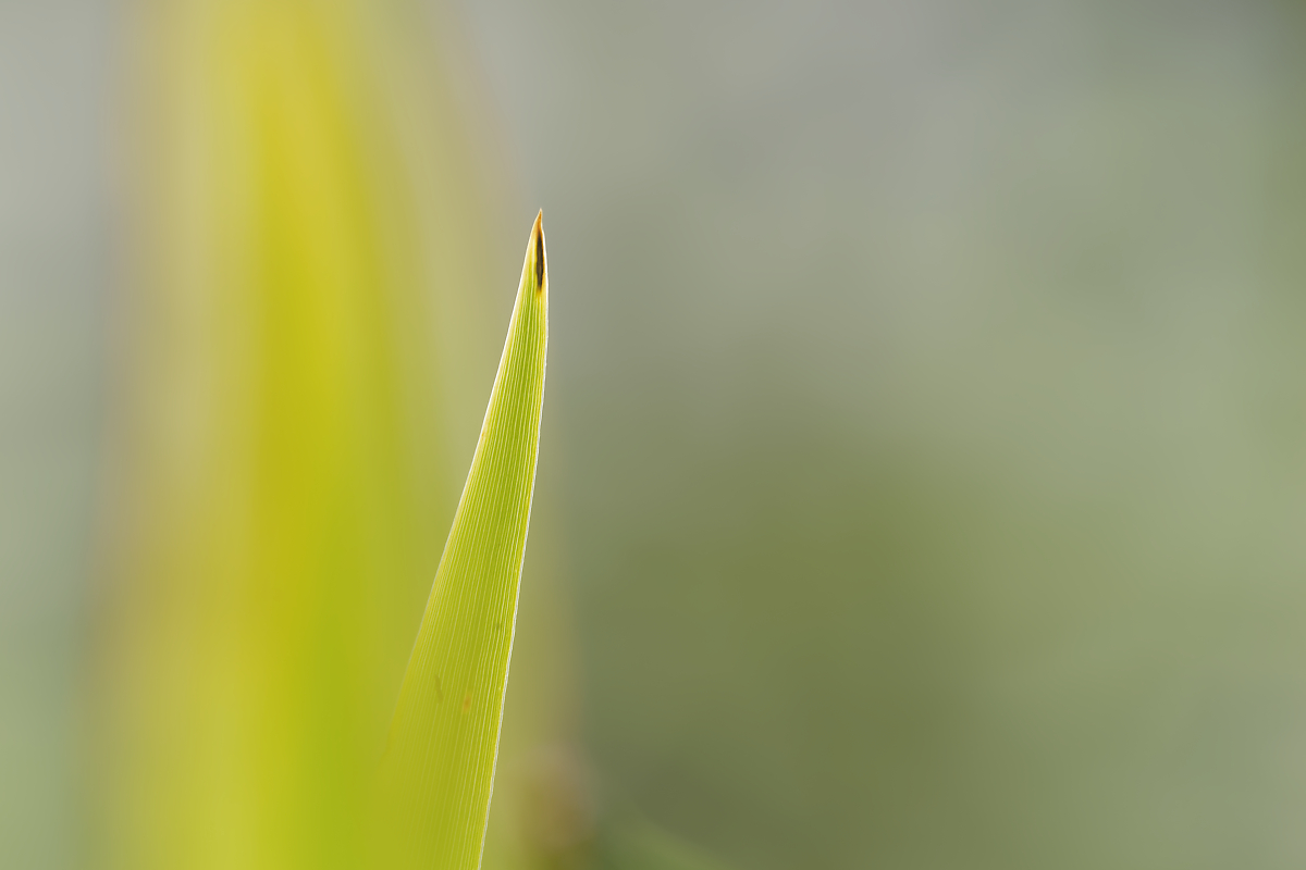 N6283602nikon-1.jpg