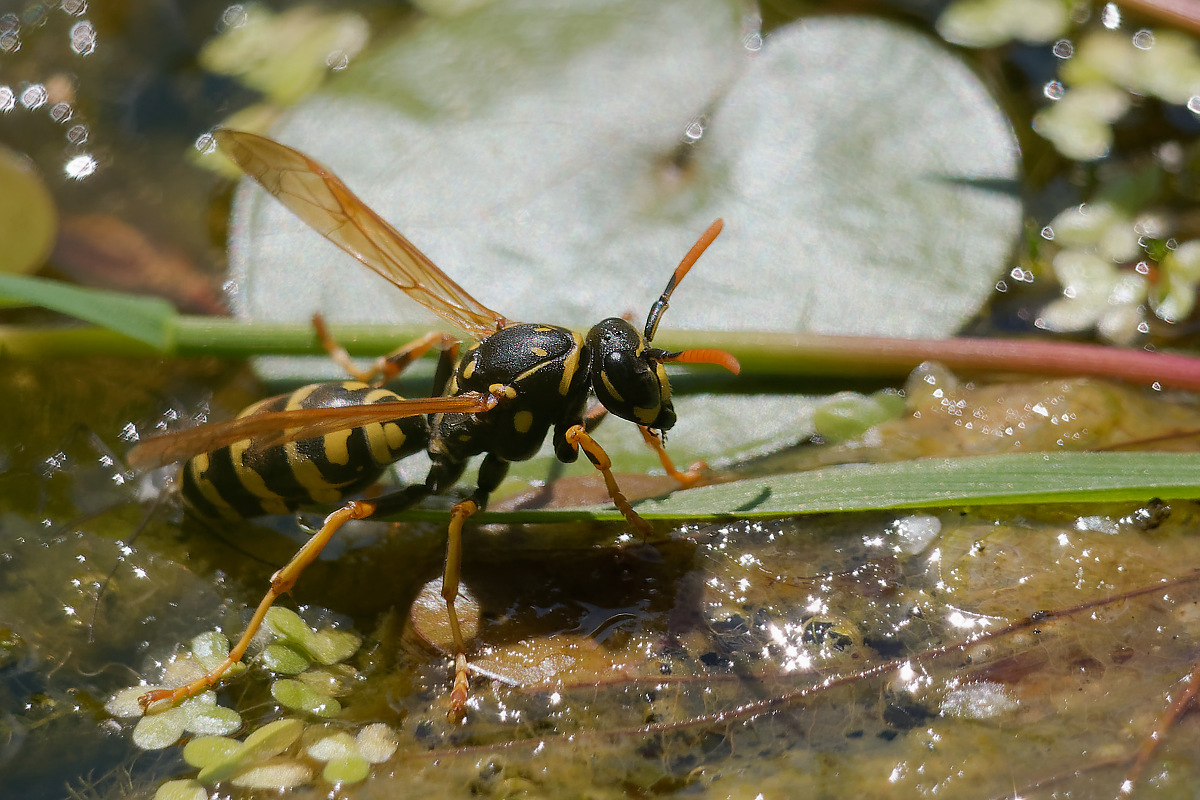 N6283615nikon.jpg