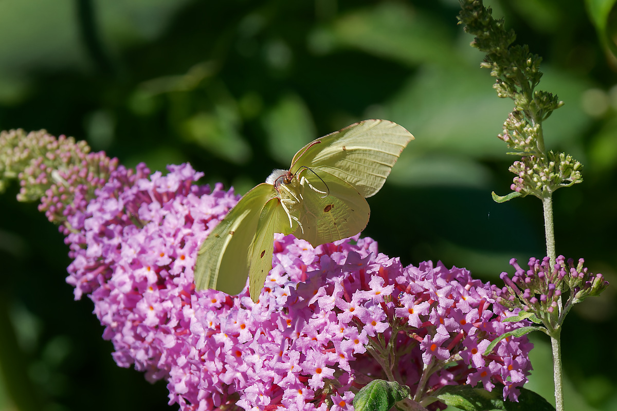 N6292430nikon.jpg