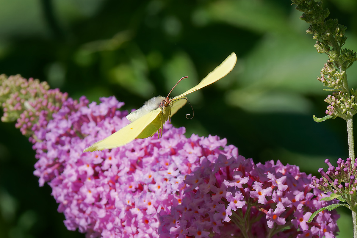 N6292433nikon.jpg