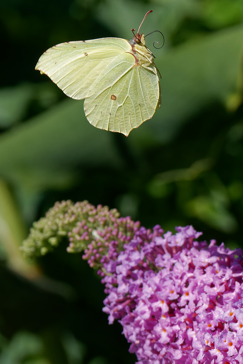 N6292438nikon.jpg