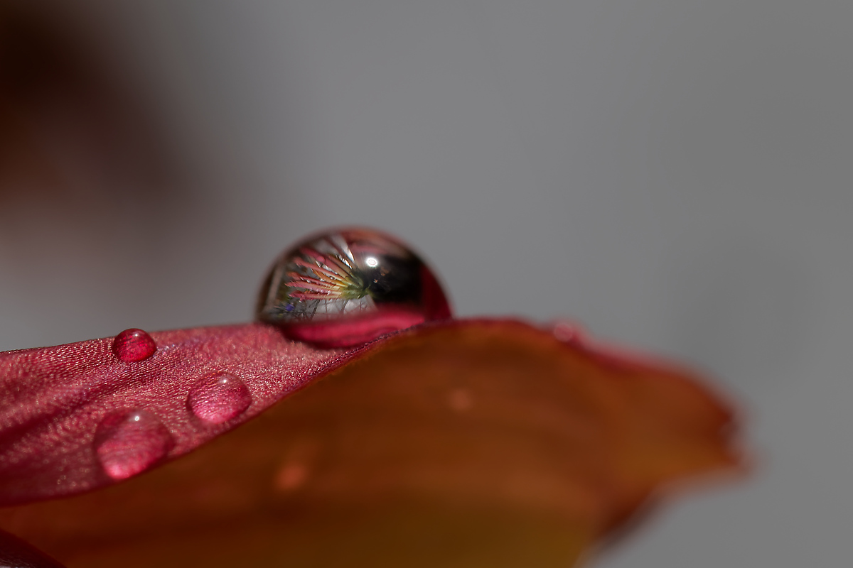 N6303752nikon.jpg