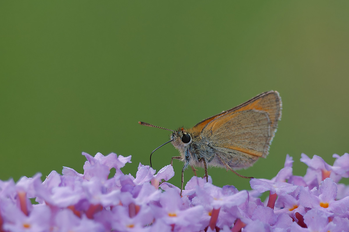 N7012915nikon.jpg