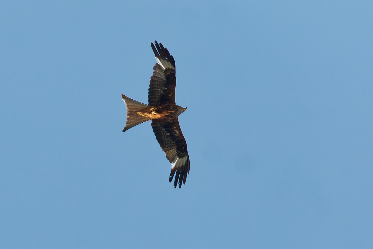 N7022938nikon.jpg