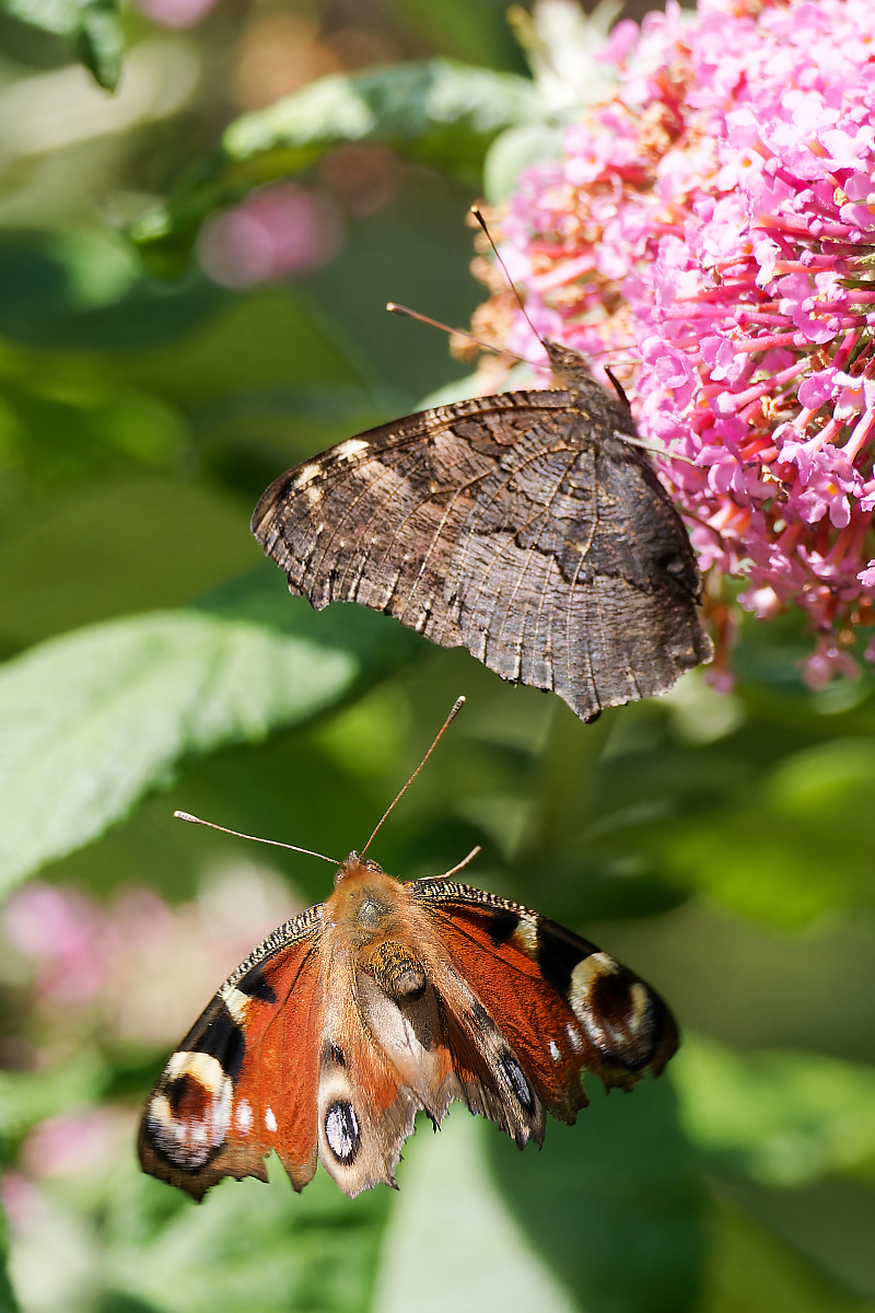 N7093214nikon.jpg