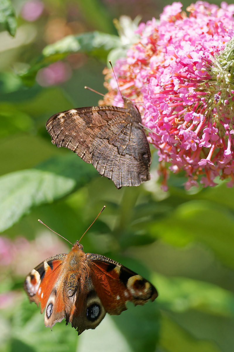 N7093215nikon.jpg
