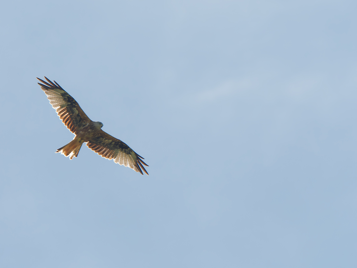 N7094522nikon.jpg