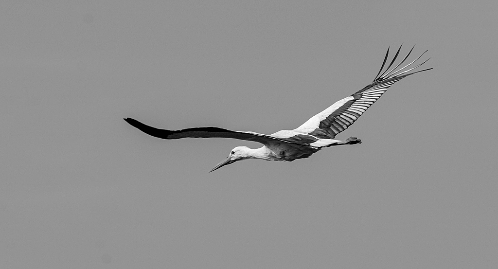N71 0598 Weissstorch