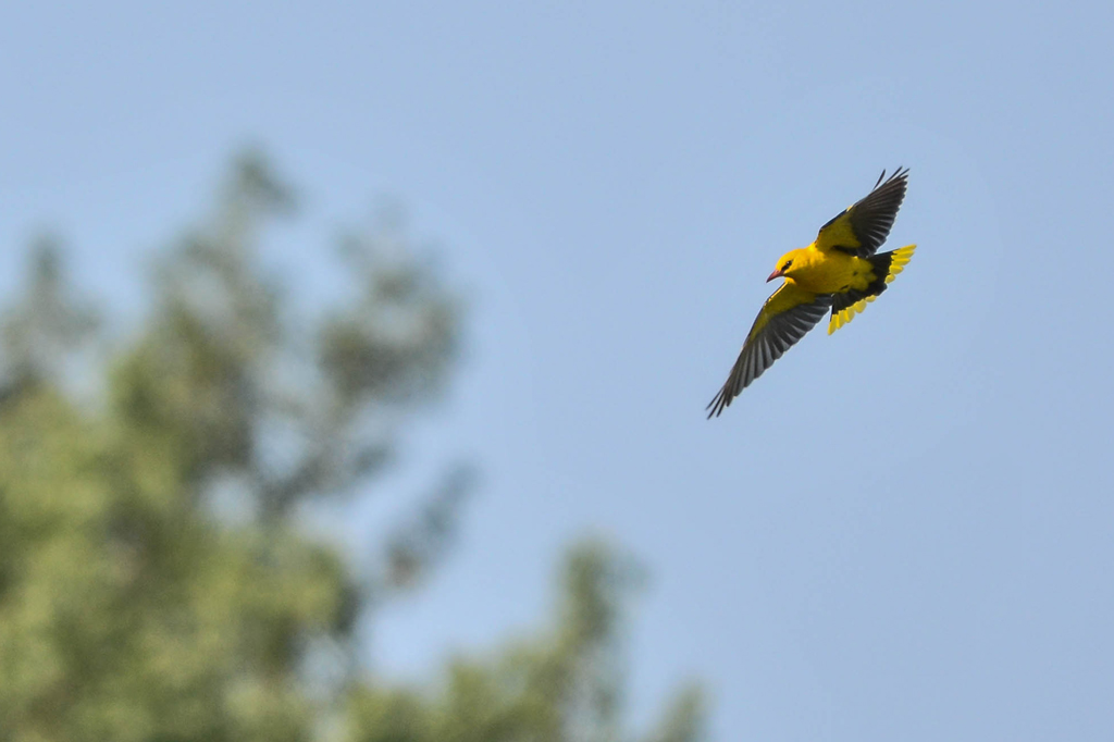 N71 3350 Pirol im Flug